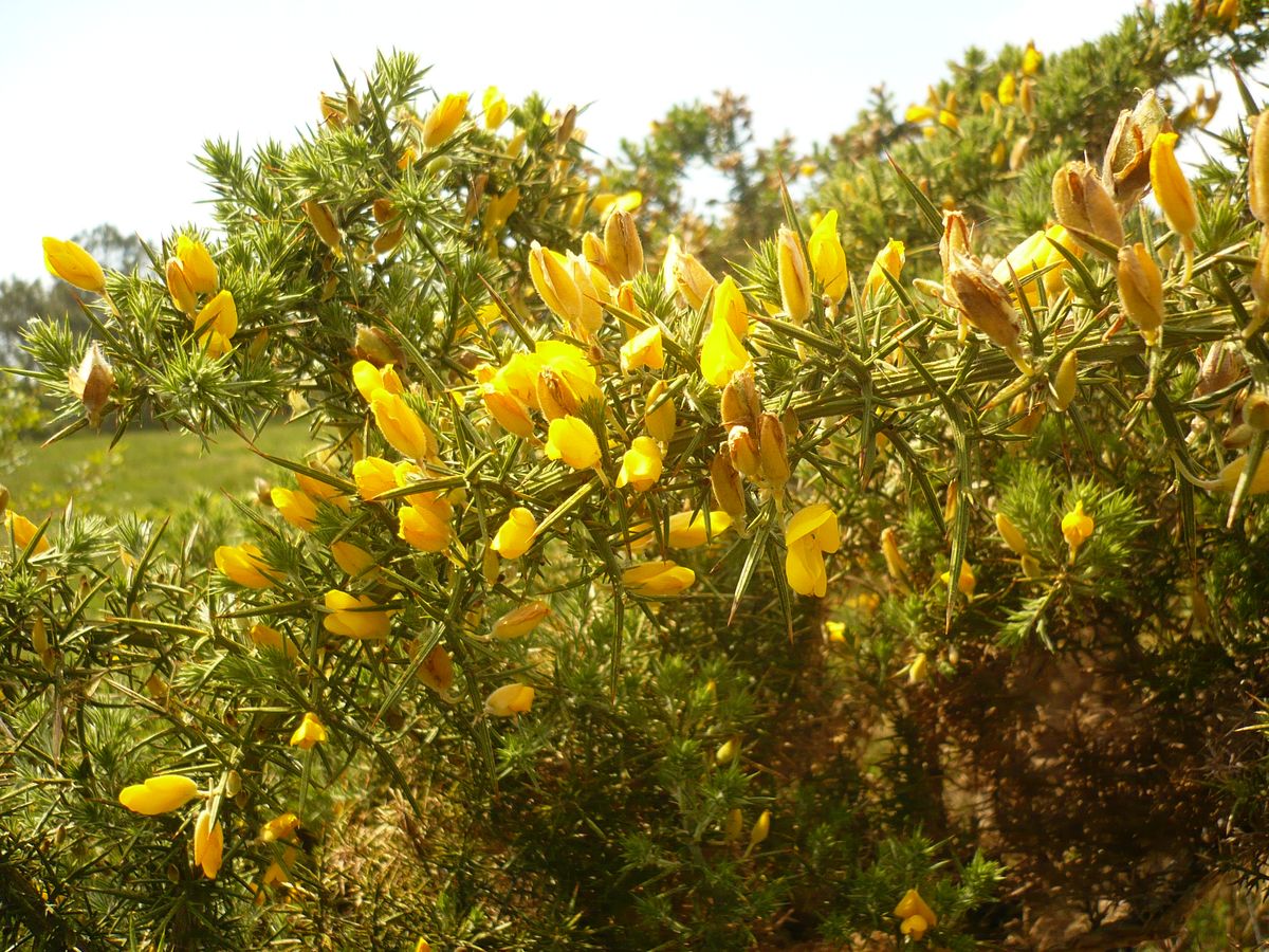 Ulex europaeus subsp. europaeus (Fabaceae)